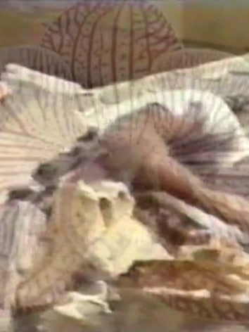 untitled part 3b: (as if) beauty never ends…